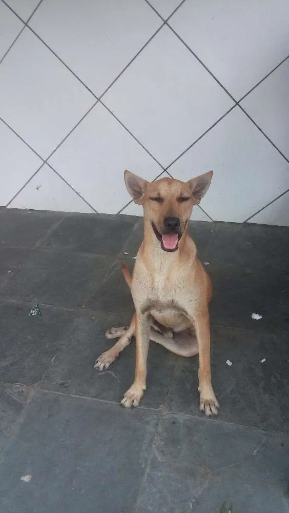 Cachorro ra a Sem raça definida cara idade 1 ano nome Rex