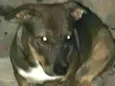 Bolinha