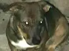 Cachorro raça Pitbull com Vira-lata idade 3 anos nome Bolinha