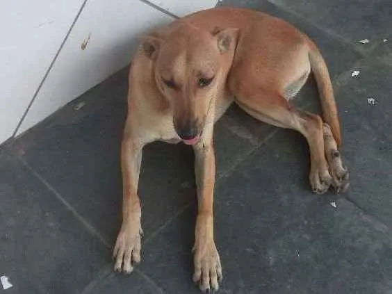 Cachorro ra a Sem raça definida cara idade 1 ano nome Rex