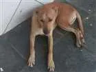 Cachorro raça Sem raça definida cara idade 1 ano nome Rex