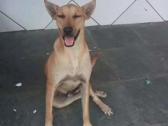 Cachorro ra a Sem raça definida cara idade 1 ano nome Rex