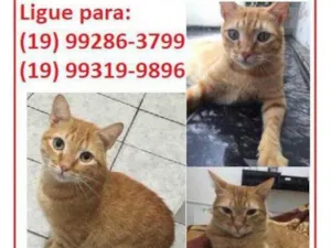 Gato raça Doméstico de pelo curto idade 5 anos nome Mel Gibson