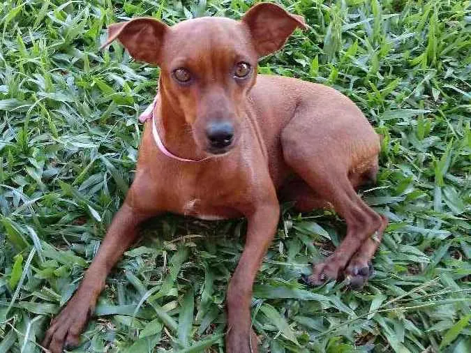 Cachorro ra a Pinscher idade 3 anos nome Pituxa