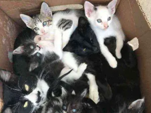 Gato raça  idade 2 a 6 meses nome filhotinhos