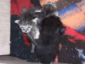 Gato raça Comum  idade Abaixo de 2 meses nome Não tem 