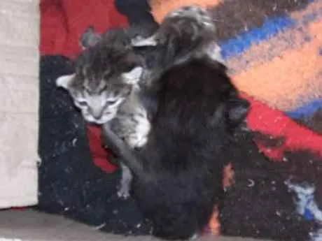 Gato ra a Comum  idade Abaixo de 2 meses nome Não tem 