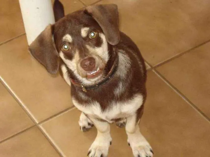 Cachorro ra a Basset idade 4 anos nome Toddy