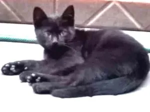 Gato raça Vira lata idade 2 a 6 meses nome Charlotte