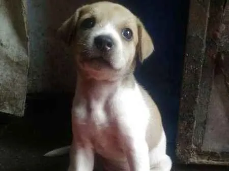 Cachorro ra a vira lata idade Abaixo de 2 meses nome Sara