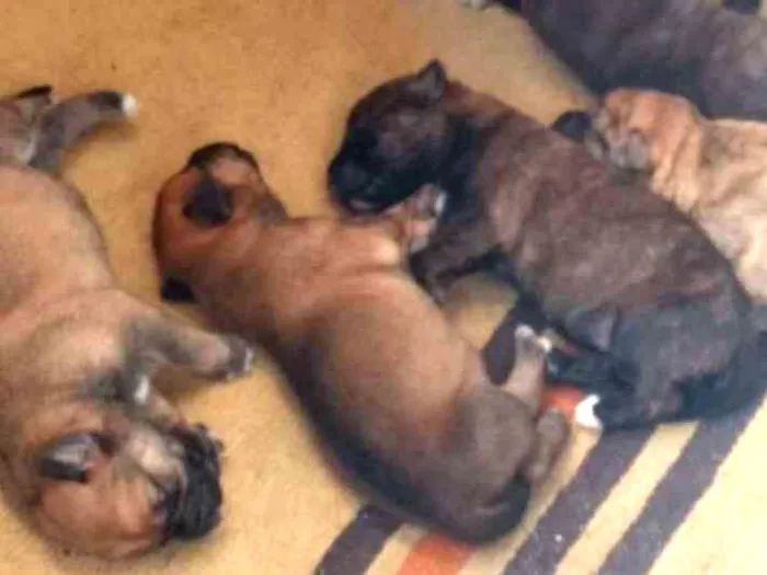 Cachorro ra a Mistura de Rottweiler com Fila idade Abaixo de 2 meses nome Cachorro