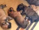 Cachorro raça Mistura de Rottweiler com Fila idade Abaixo de 2 meses nome Cachorro