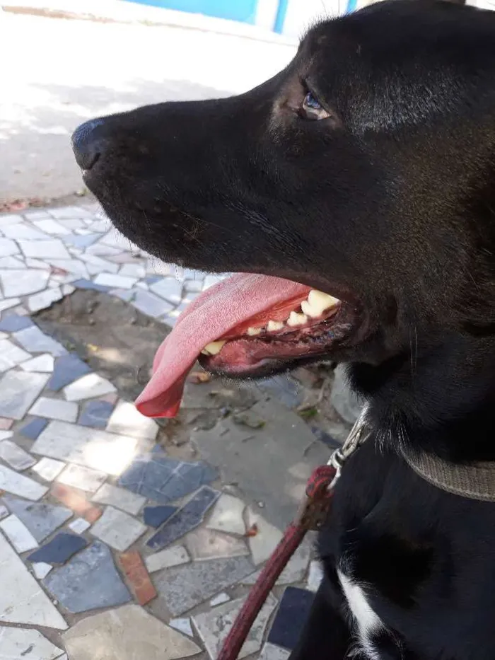 Cachorro ra a Labrador idade 1 ano nome THOR 