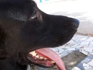 Cachorro raça Labrador idade 1 ano nome THOR 