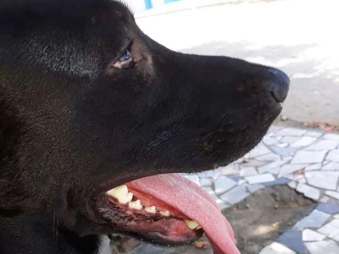 Cachorro ra a Labrador idade 1 ano nome THOR 