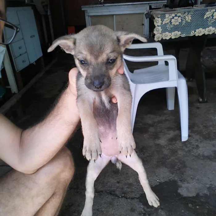 Cachorro ra a fox paulistinha com viralata idade 2 a 6 meses nome Sem nome