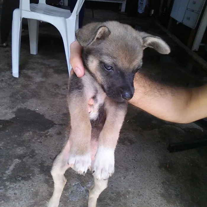 Cachorro ra a fox paulistinha com viralata idade 2 a 6 meses nome Sem nome