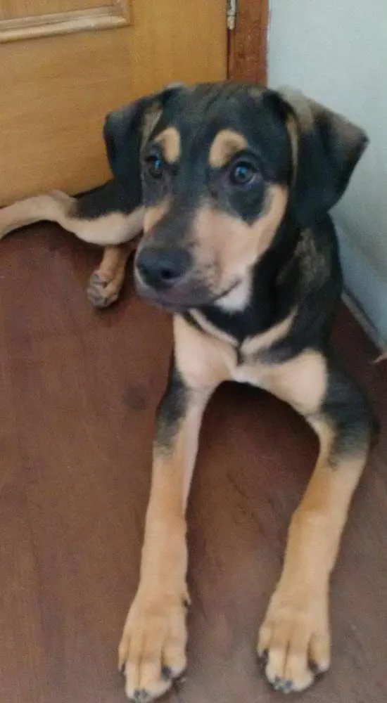 Cachorro ra a Não temcurta idade 7 a 11 meses nome Thor