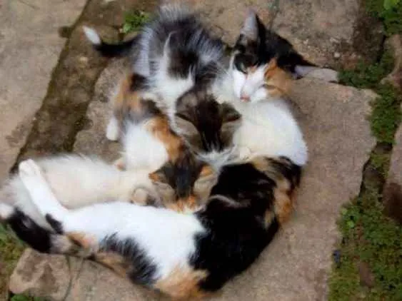 Gato ra a SRD idade Abaixo de 2 meses nome Trio Esperança 