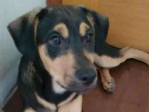 Cachorro raça Não temcurta idade 7 a 11 meses nome Thor