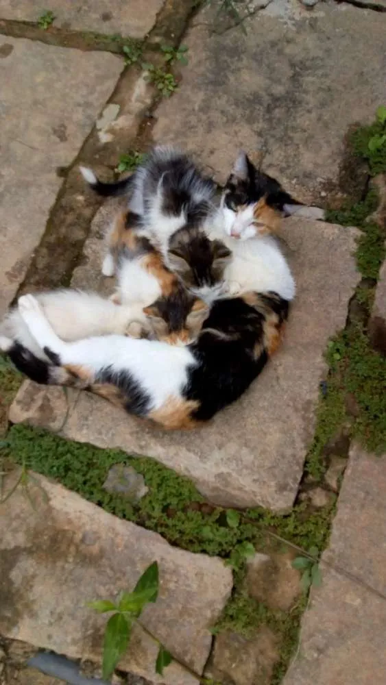 Gato ra a SRD idade Abaixo de 2 meses nome Trio Esperança 