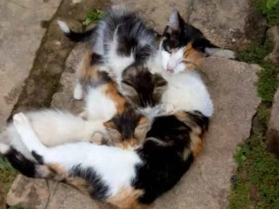 Gato ra a SRD idade Abaixo de 2 meses nome Trio Esperança 