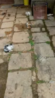 Trio Esperança 