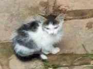 Gato ra a SRD idade Abaixo de 2 meses nome Trio Esperança 