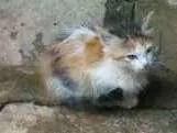 Gato ra a SRD idade Abaixo de 2 meses nome Trio Esperança 