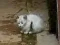 Gato ra a SRD idade Abaixo de 2 meses nome Trio Esperança 