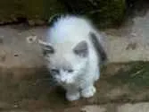 Gato ra a SRD idade Abaixo de 2 meses nome Trio Esperança 