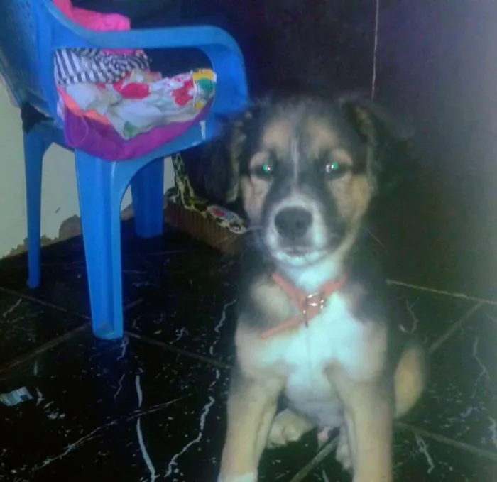 Cachorro raça Srd idade 2 a 6 meses nome A definir