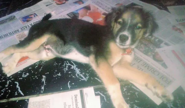 Cachorro raça Srd idade 2 a 6 meses nome A definir