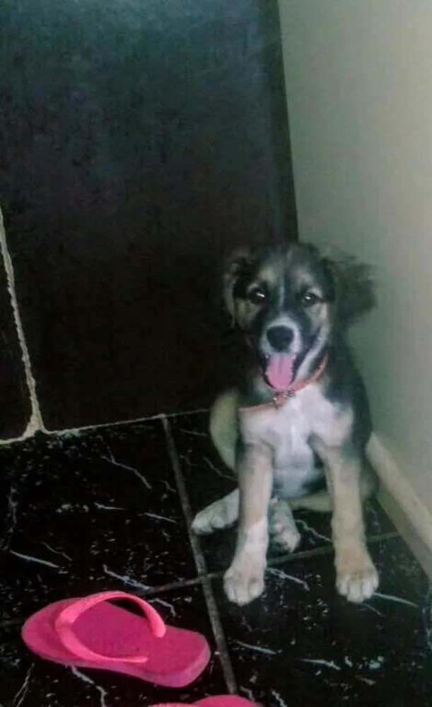 Cachorro raça Srd idade 2 a 6 meses nome A definir