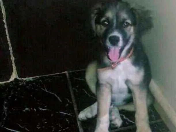 Cachorro raça Srd idade 2 a 6 meses nome A definir