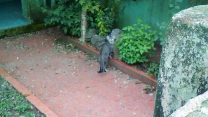 Gato ra a SRD idade 2 a 6 meses nome Farofa