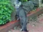 Gato raça SRD idade 2 a 6 meses nome Farofa