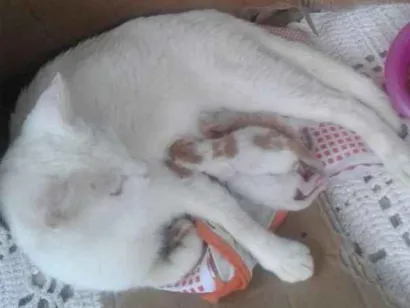 Gato raça Vira lata idade 2 anos nome Gatos