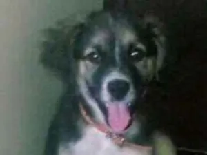 Cachorro raça Srd idade 2 a 6 meses nome A definir