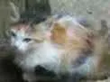 Gato ra a SRD idade Abaixo de 2 meses nome Trio Esperança 