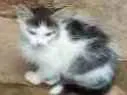 Gato ra a SRD idade Abaixo de 2 meses nome Trio Esperança 