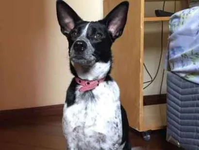 Cachorro raça mestiça  idade 7 a 11 meses nome Jade