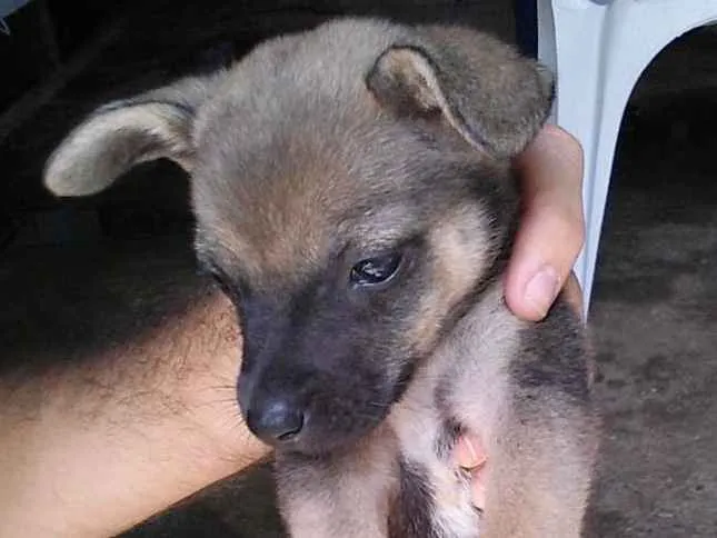 Cachorro ra a fox paulistinha com viralata idade 2 a 6 meses nome Sem nome