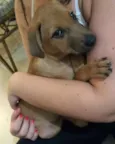 Cachorro raça vira lata idade Abaixo de 2 meses nome toby