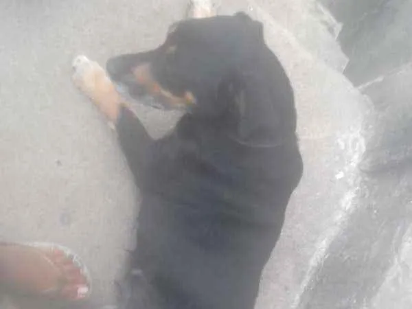 Cachorro raça Mestiça idade 4 anos nome Dara