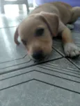 Bibi