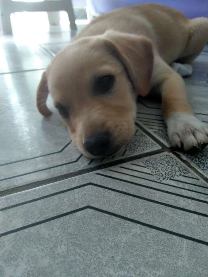 Cachorro ra a Misturada com Labrador idade 2 a 6 meses nome Bibi