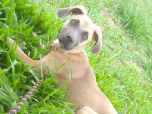 Cachorro raça SRD idade 7 a 11 meses nome Fred