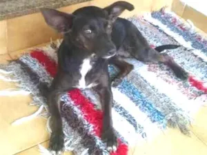 Cachorro raça Viralata idade 1 ano nome Sem nome