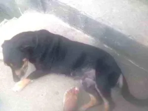 Cachorro raça Mestiça idade 4 anos nome Dara